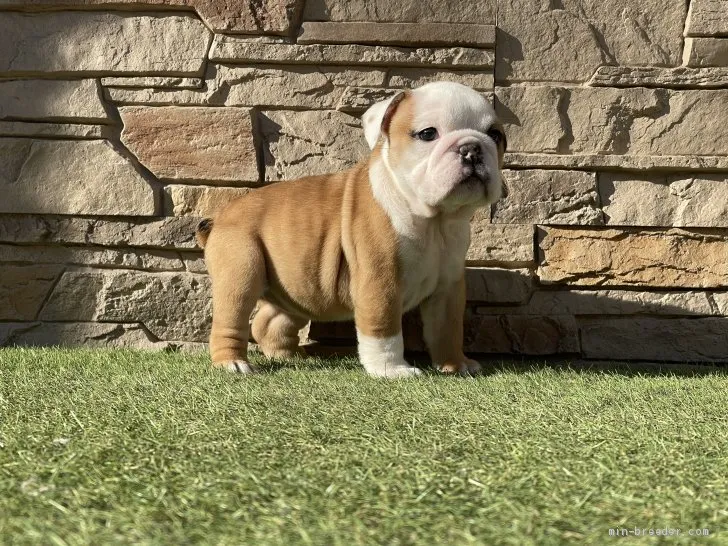 ID：2102-00712の子犬