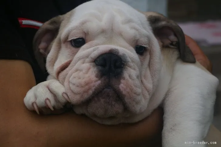 ID：1705-01477の子犬