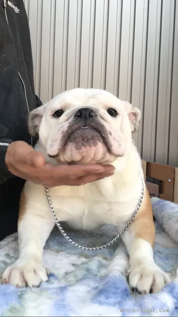 ID：2004-00381の子犬