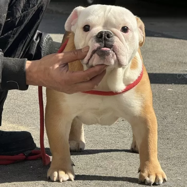 ID：2402-03520の子犬