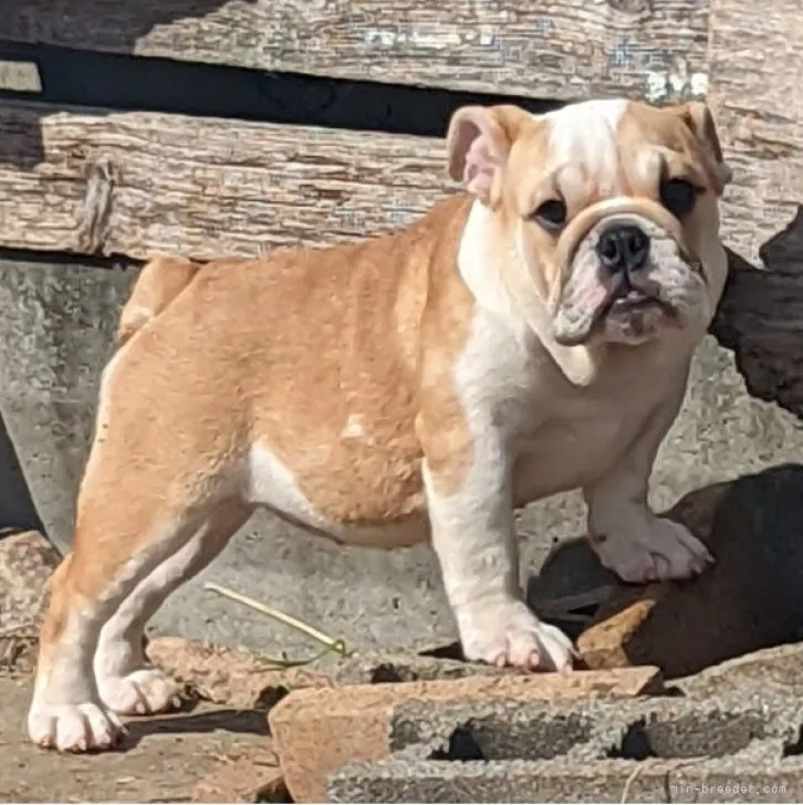 ID：2309-01675の子犬