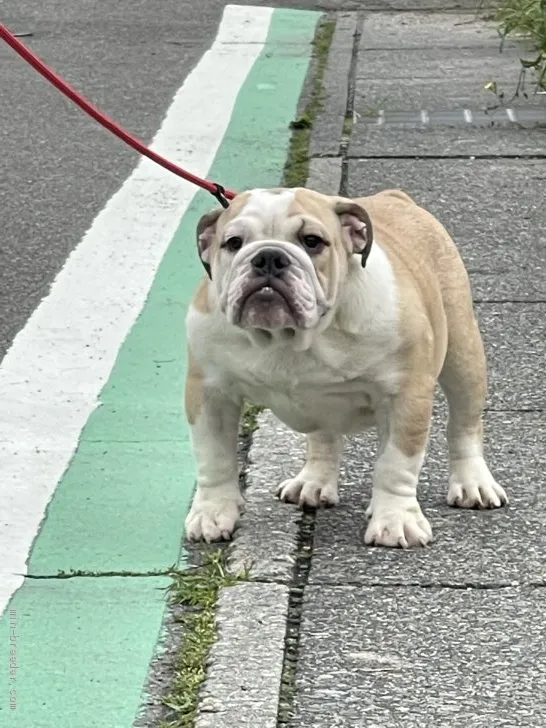 ID：2102-02569の子犬