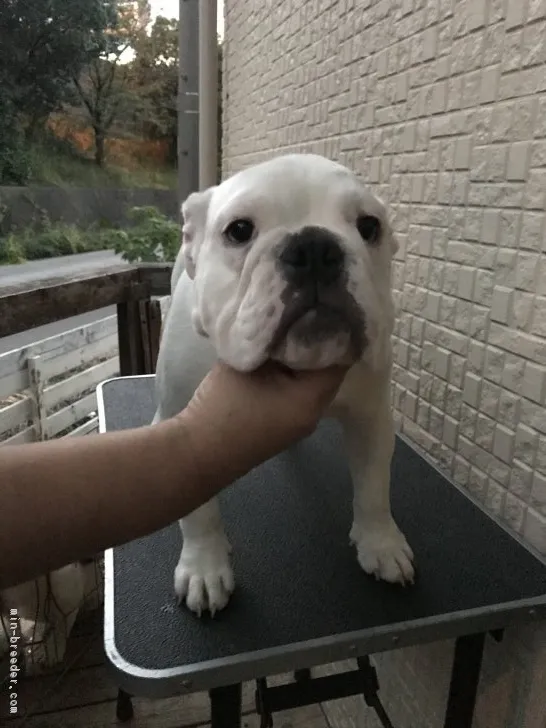 ID：1807-00171の子犬