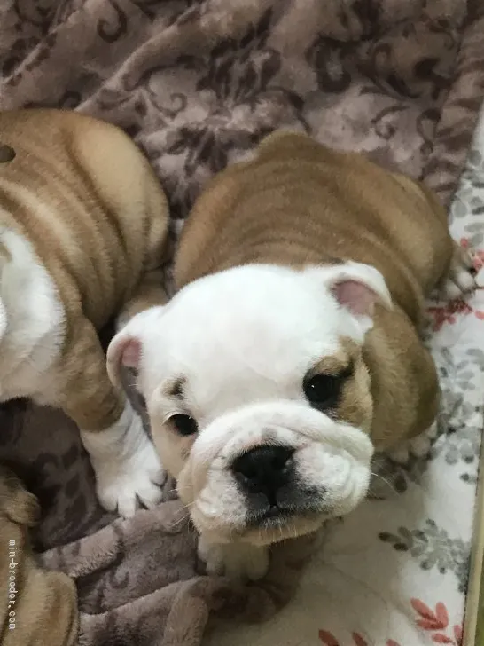 ID:1905-01728の子犬