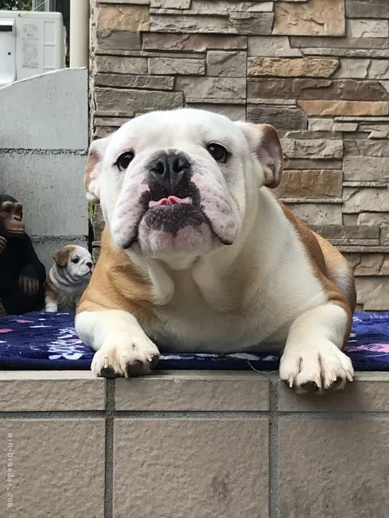 ID:1801-00693の子犬