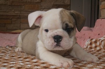 ブルドッグ【愛知県・男の子・2017年8月21日・フォーンホワイト】の写真「元気な男の子です。」