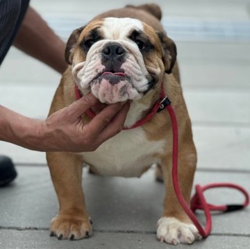 ブルドッグ【愛知県・女の子・2023年7月10日・レッド&ホワイト】の写真「元気いっぱいパワフルな女の子」