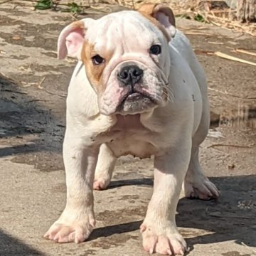 ブルドッグ【愛知県・男の子・2023年6月27日・ホワイト&レッド】の写真「甘えん坊の男の子です」