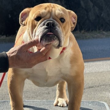 ブルドッグ【愛知県・女の子・2023年6月27日・レッド&ホワイト】の写真「骨量がしっかりありずっしりとしています」