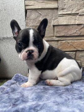 フレンチブルドッグ【愛知県・男の子・2021年5月29日・パイド】の写真「ブリンドルの男の子」