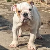 ブルドッグ【愛知県・男の子・2023年6月27日・ホワイト&レッド】の写真1「手脚も太くフロントも広く骨量もあり立派な男の子です。」