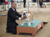 ブルドッグ【・男の子・2015年2月12日・レッド&ホワイト】
