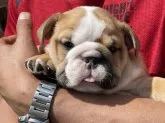 ブルドッグ【愛知県・女の子・2021年2月3日・レッド&ホワイト】の写真5