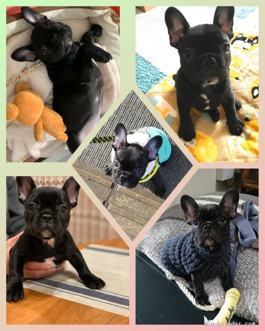 小川恵子ブリーダーのブログ：☆巣立った子犬達☆