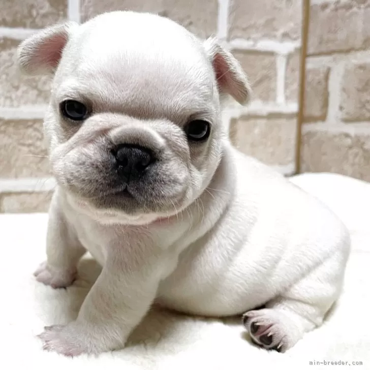 セサミ 様のお迎えした子犬