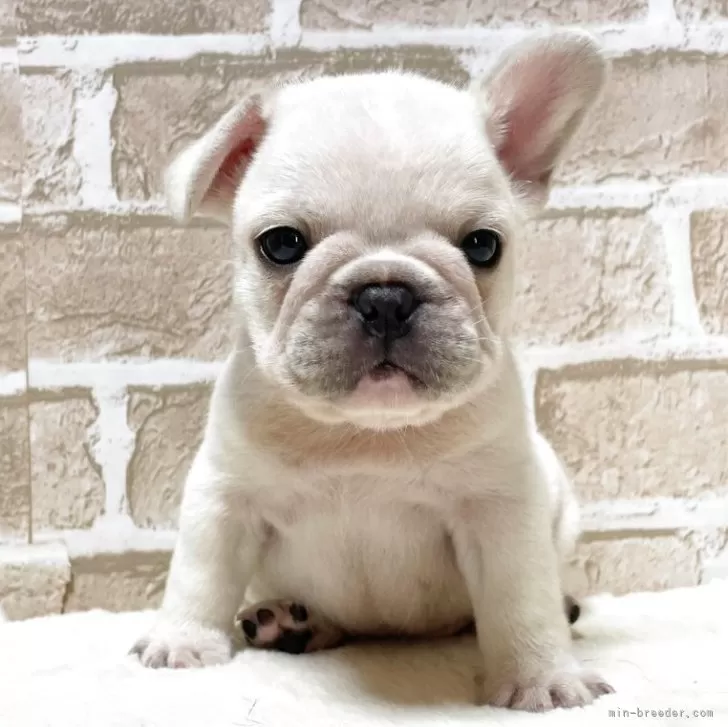 C.K 様のお迎えした子犬