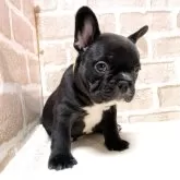 フレンチブルドッグ【千葉県・男の子・2025年6月4日・ブリンドル】の写真2「差し毛が少なくツヤツヤです✨」