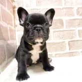 フレンチブルドッグ【千葉県・男の子・2025年6月4日・ブリンドル】の写真5「カッコいいお耳が立ちました😍」