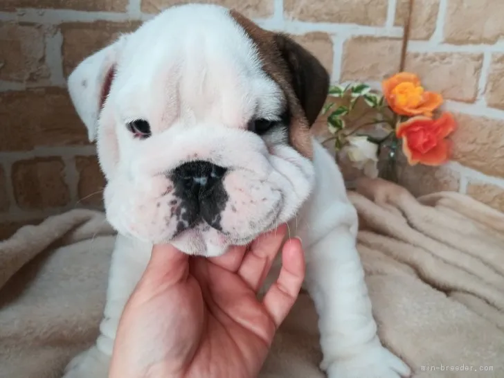 ID：1901-00849の子犬