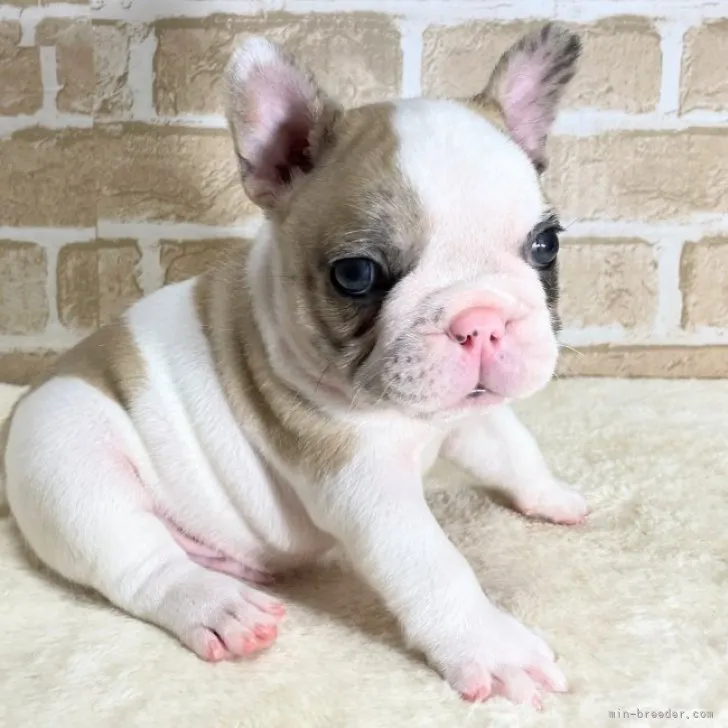 ID:2306-03159の子犬