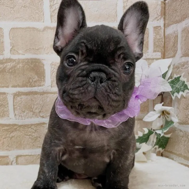 ID:2210-04232の子犬
