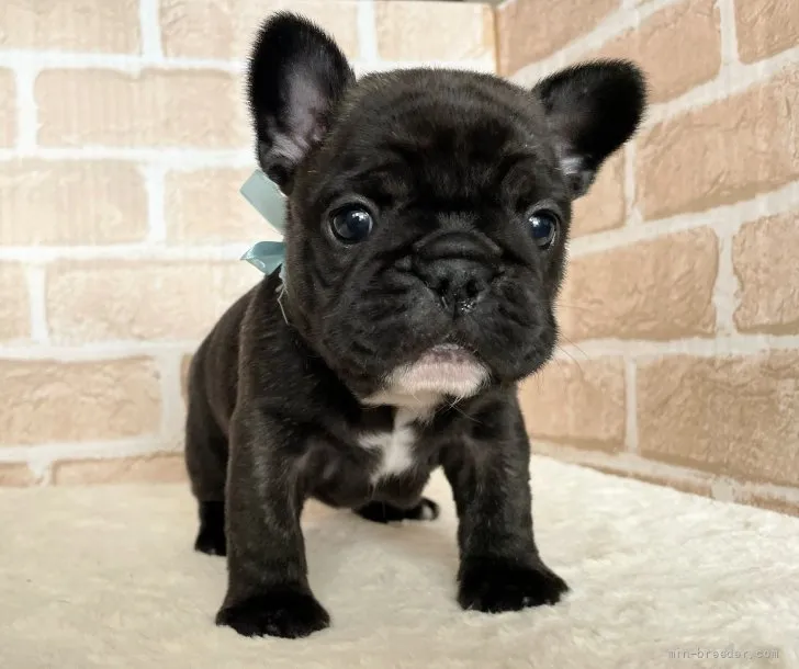 ID：2112-02634の子犬