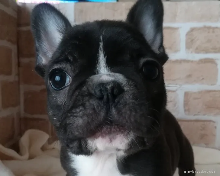 ID:1902-02209の子犬