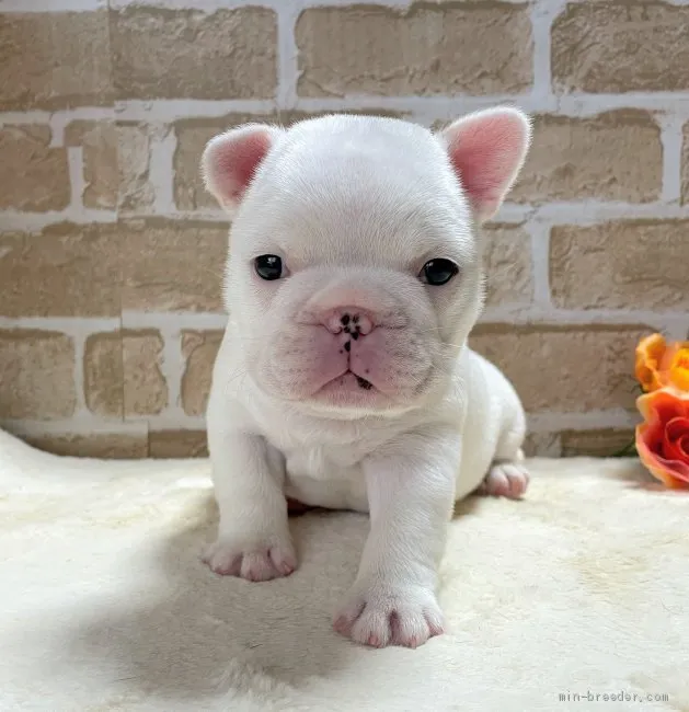 ID：2106-00299の子犬