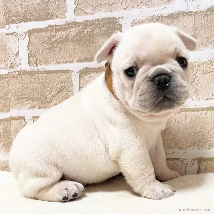 ID:2403-03450の子犬