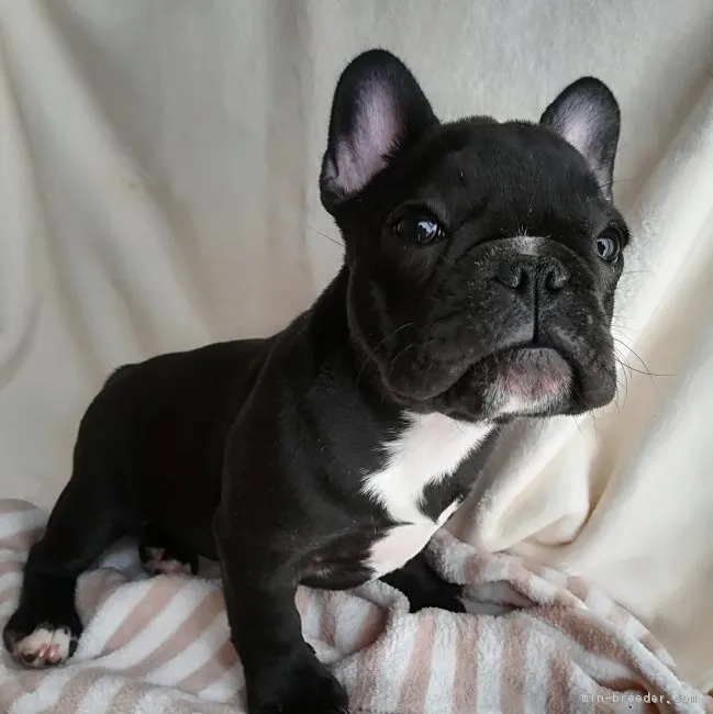 ID:1803-02715の子犬