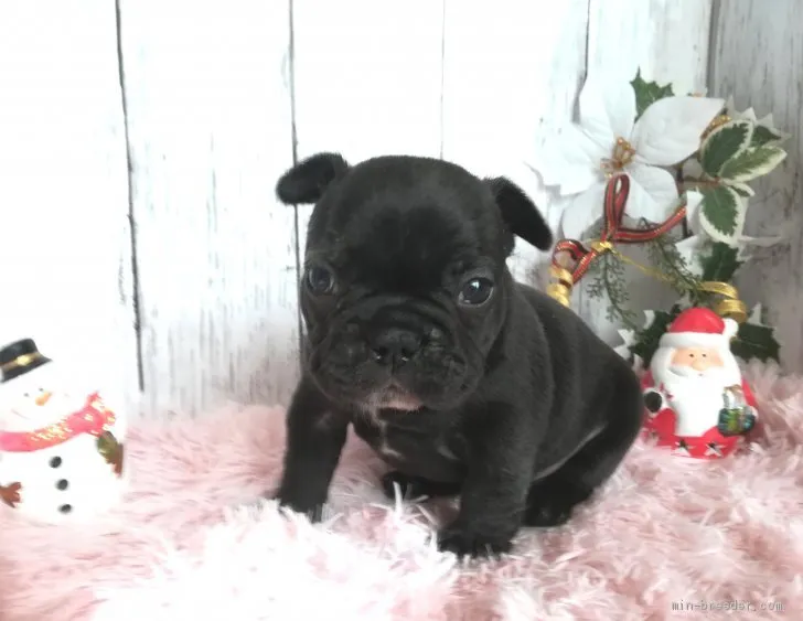 ID：1911-02965の子犬