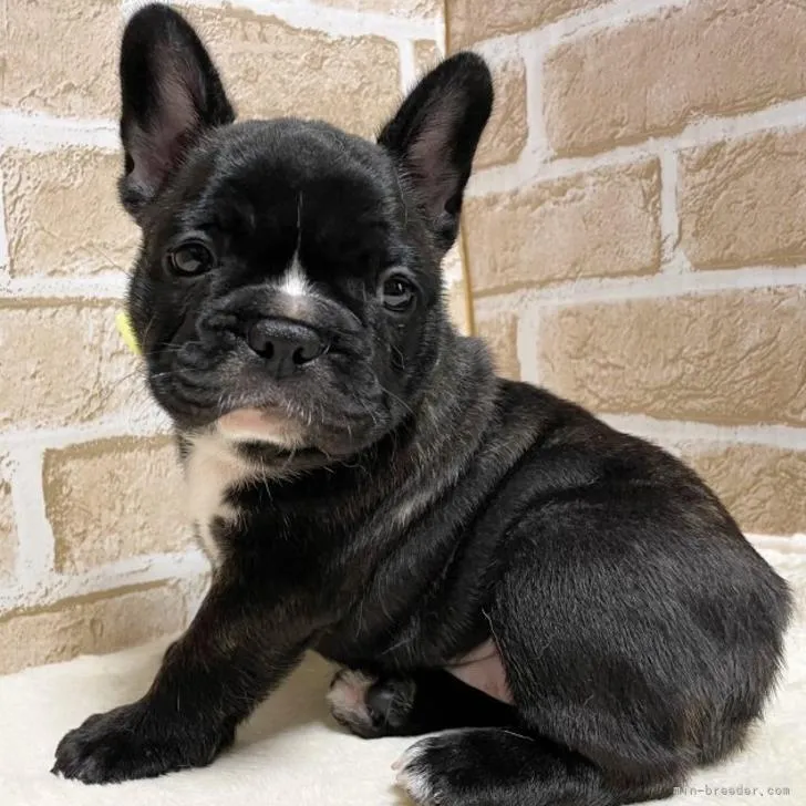 ID:2208-04563の子犬