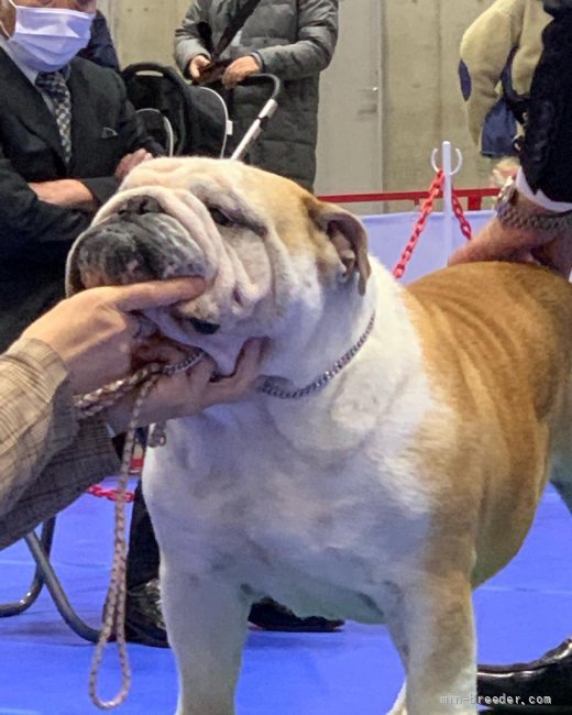 孫、子供、私の三世代でショーを楽しんでおります。｜井上　富夫(いのうえ　とみお)ブリーダー(埼玉県・ブルドッグなど・JKC登録)の紹介写真3