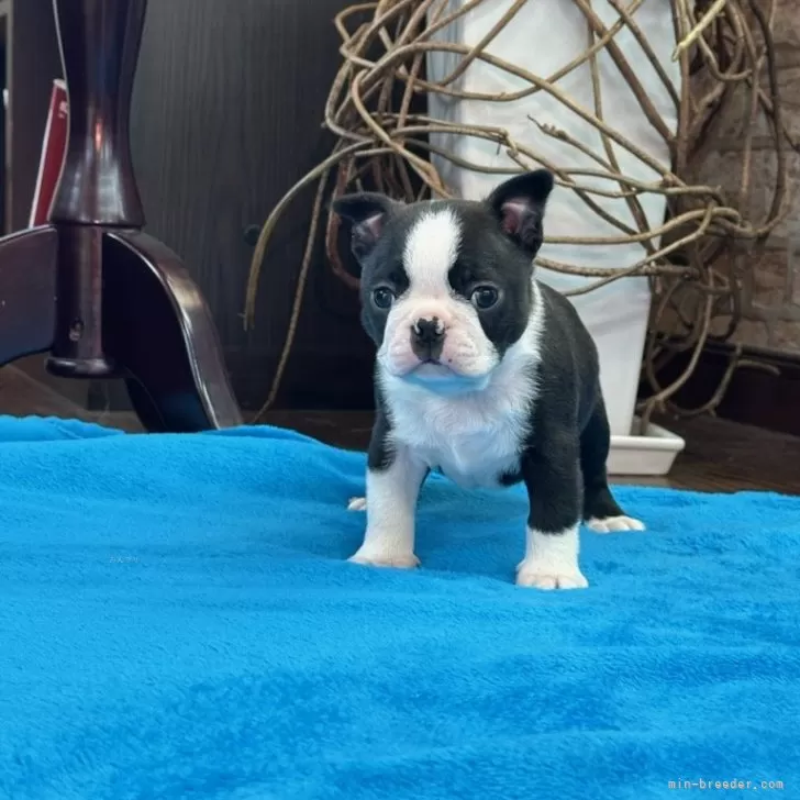 ID：2501-02988の子犬