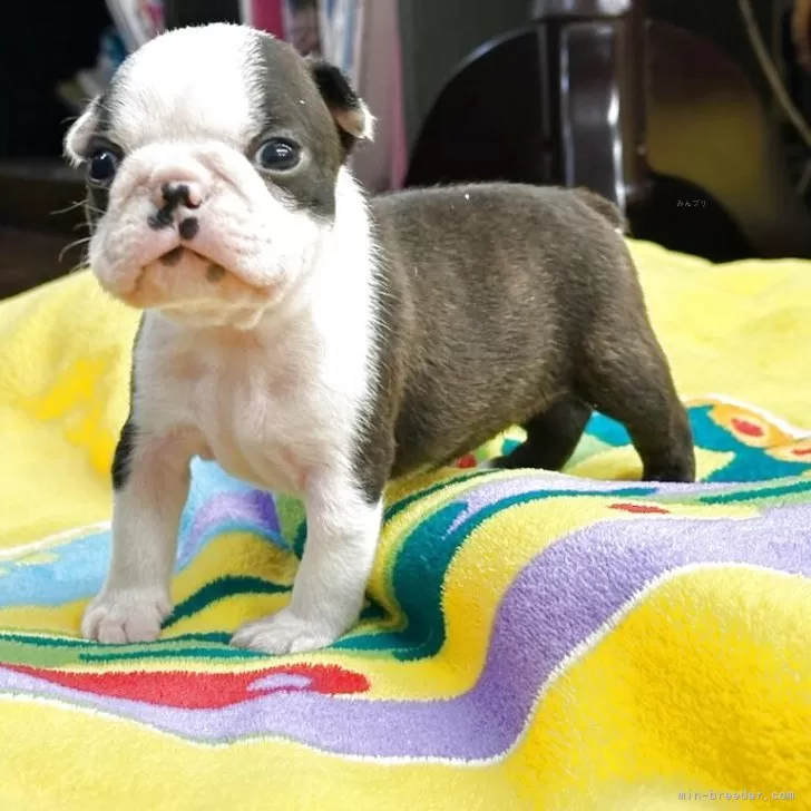 ID：2506-03981の子犬