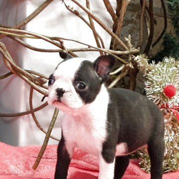 ボストンテリア【埼玉県・女の子・2025年9月22日・ボストンカラー】の写真「父親チャンピオン　母親チャンピオン直娘」