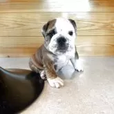 ブルドッグ