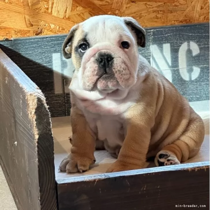 ID：2404-00710の子犬
