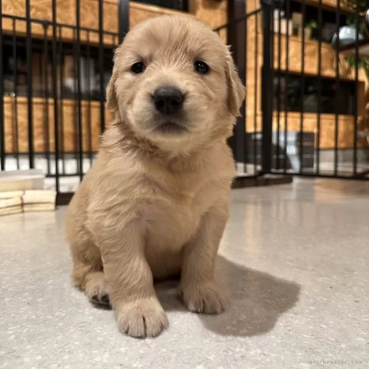 ID:2411-02811の子犬
