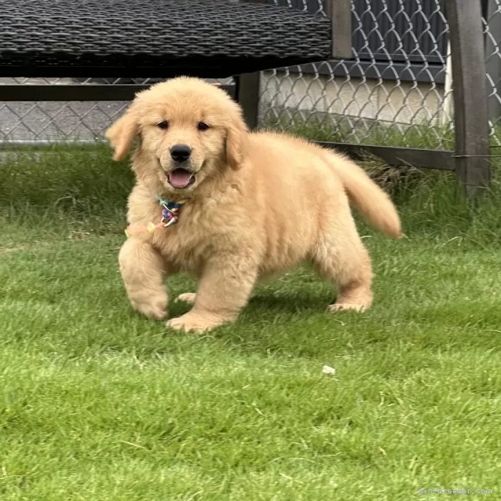 ID：2507-03083の子犬