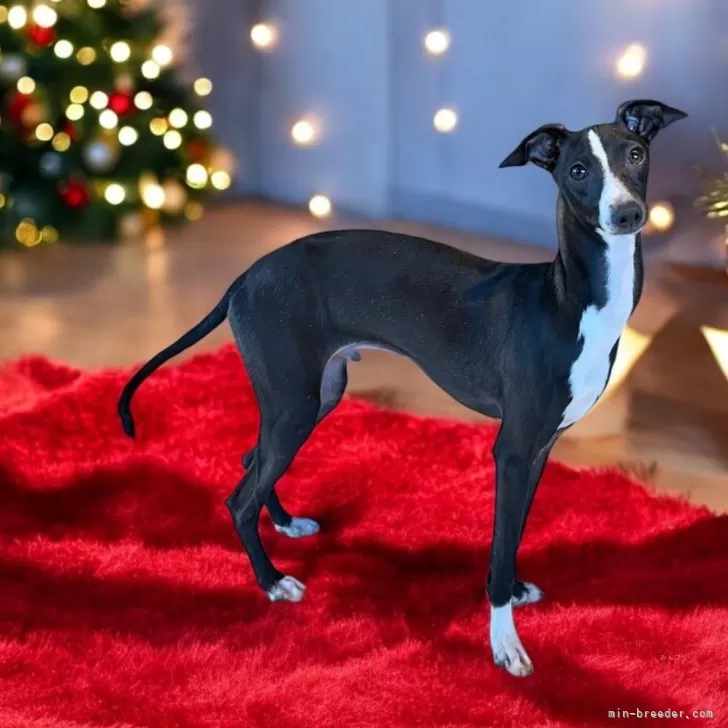 ナオ 様のお迎えした子犬