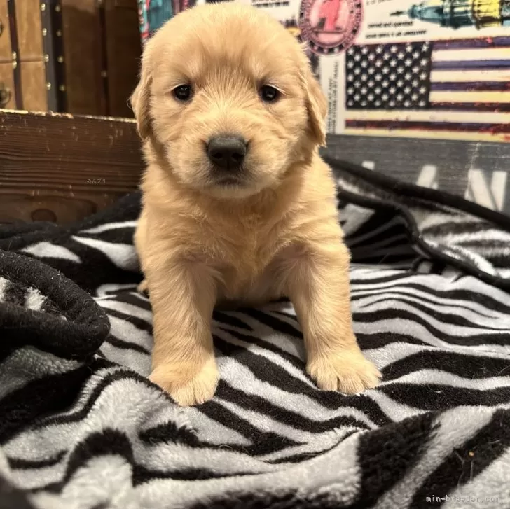 ID：2411-03088の子犬