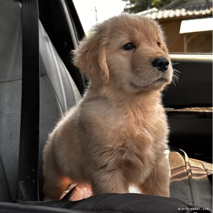 ID:2505-07449の子犬