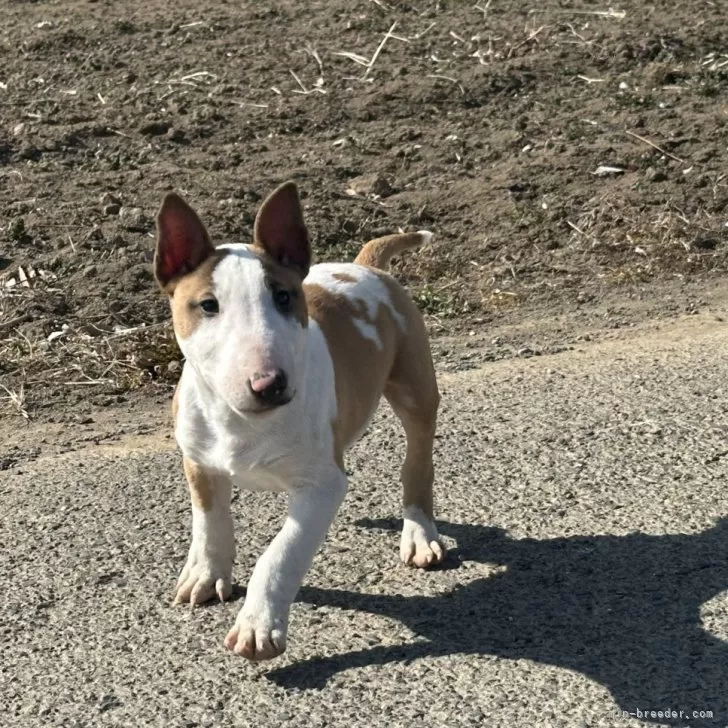 ID:2502-04449の子犬