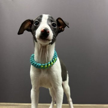 イタリアングレーハウンド【埼玉県・男の子・2025年9月28日・シール&ホワイト】の写真「フルカラーの可愛男の子」