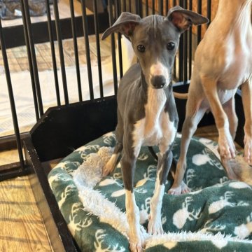 イタリアングレーハウンド【埼玉県・女の子・2024年10月23日・ブルー&ホワイト】の写真「控えめな性格の女の子。」