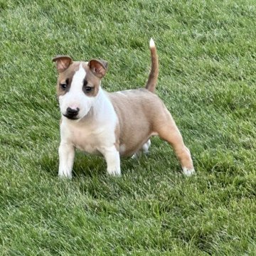 ミニチュアブルテリア【埼玉県・女の子・2025年8月17日・レッド&ホワイト】の写真「コンパクトサイズ!!」