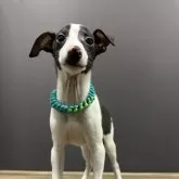 イタリアングレーハウンド