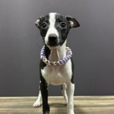 イタリアングレーハウンド