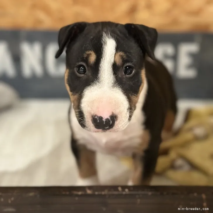 ID:2307-02963の子犬